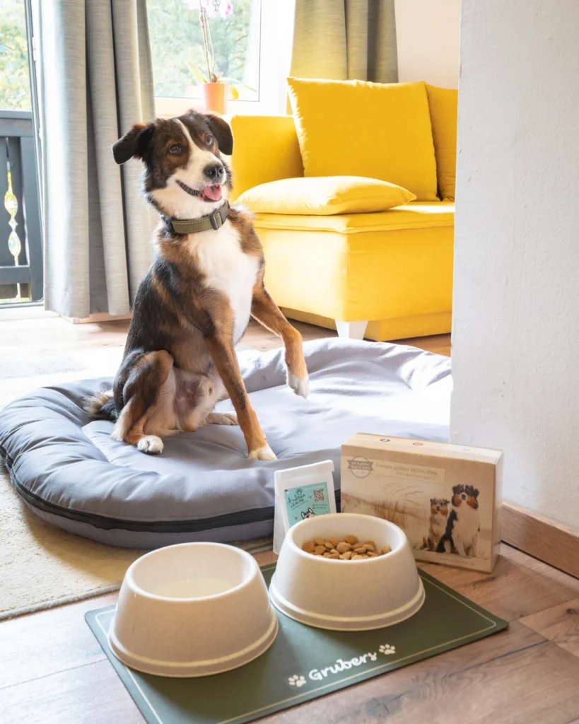 Hund auf einem Hundebett, davor Futter und Wassernäpfe sowie ein Willkommenspaket