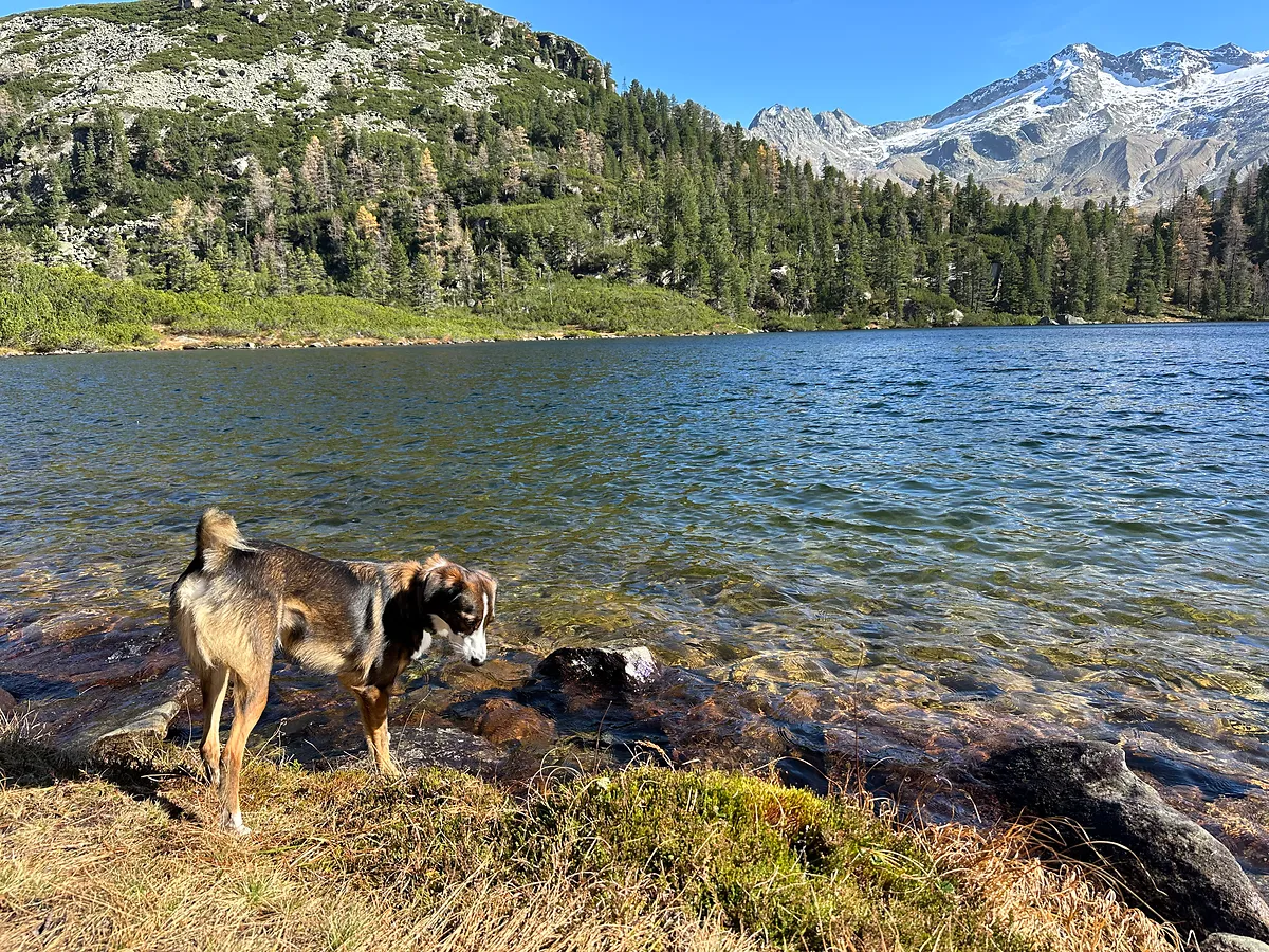 Entspannter Hund bei kuhfreier Wanderung in Gastein am See
