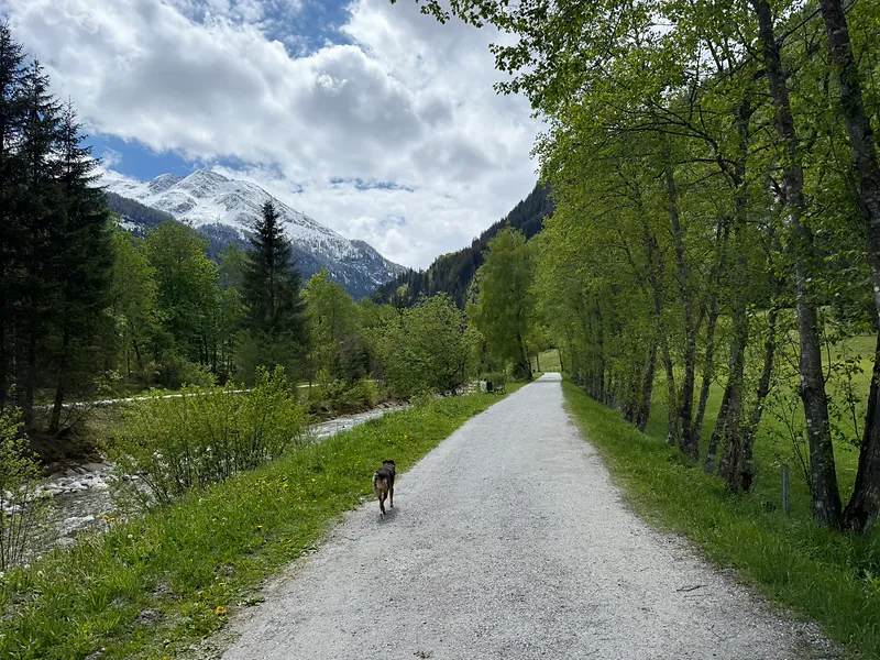 Mensch mit Hund auf einem Gassiweg direkt ab dem Hotel in Böckstein