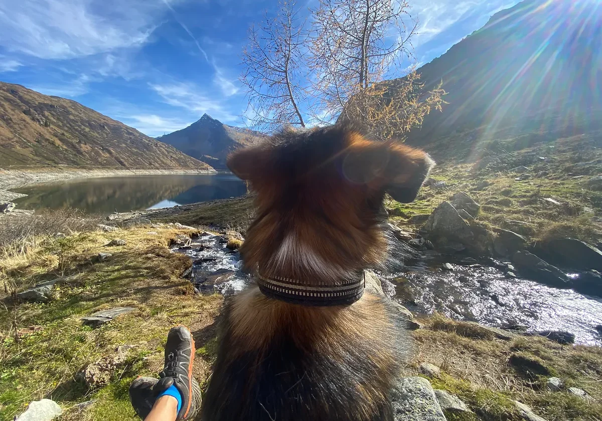 Hund am Bockhartsee in Sportgastein beim Wandern in den Alpen