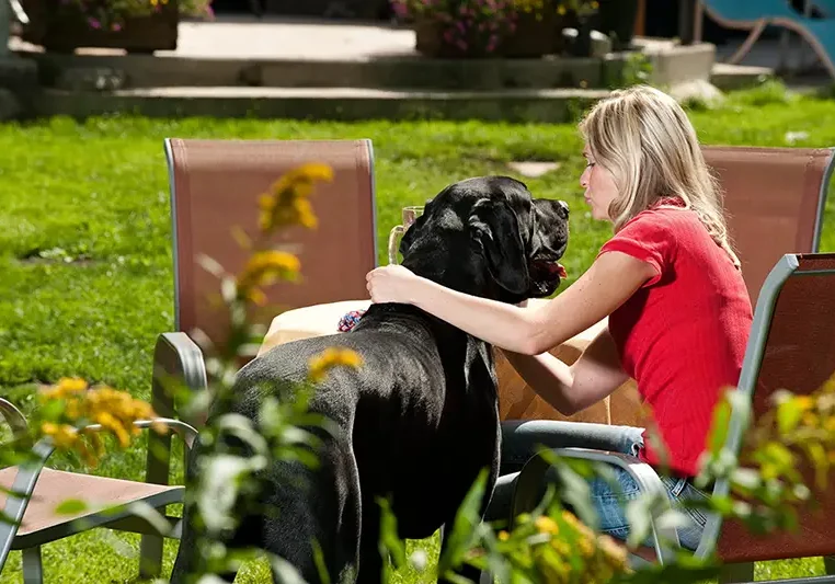 hundetraining urlaub österreich mensch mit hund verbindung alltag