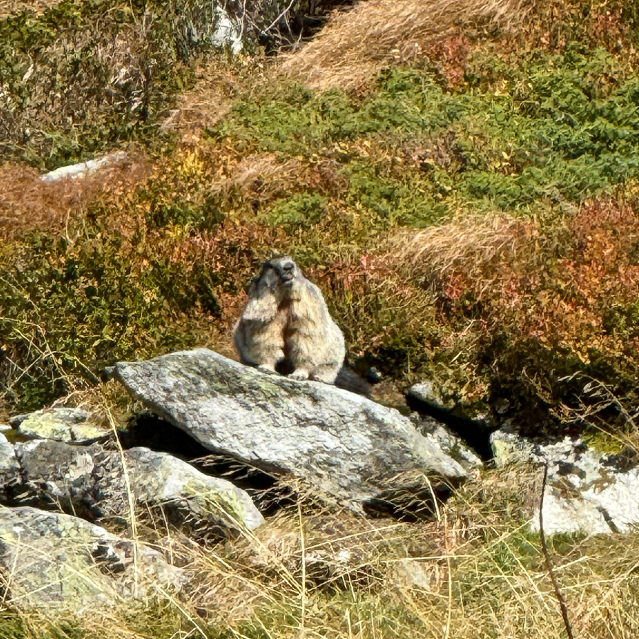 Murmeltier sitzt auf einem Stein in den Bergen von Gastein und beobachtet die Umgebung