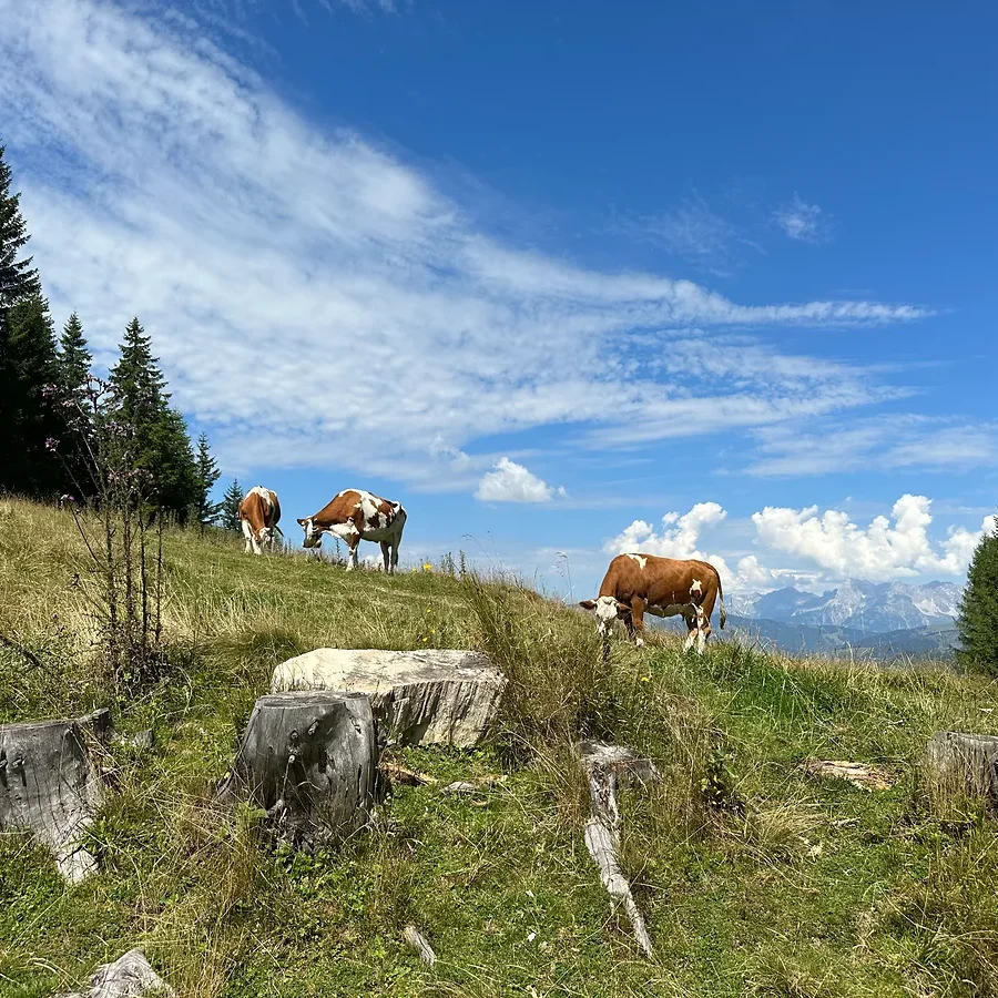 Ruhige Kühe auf einer Alm in Gastein beim Wandern mit Hund
